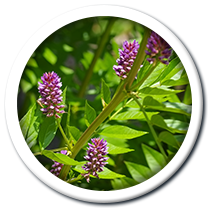 Organic Licorice Root- Herb Button
