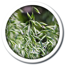 Organic Oatstraw, herb button