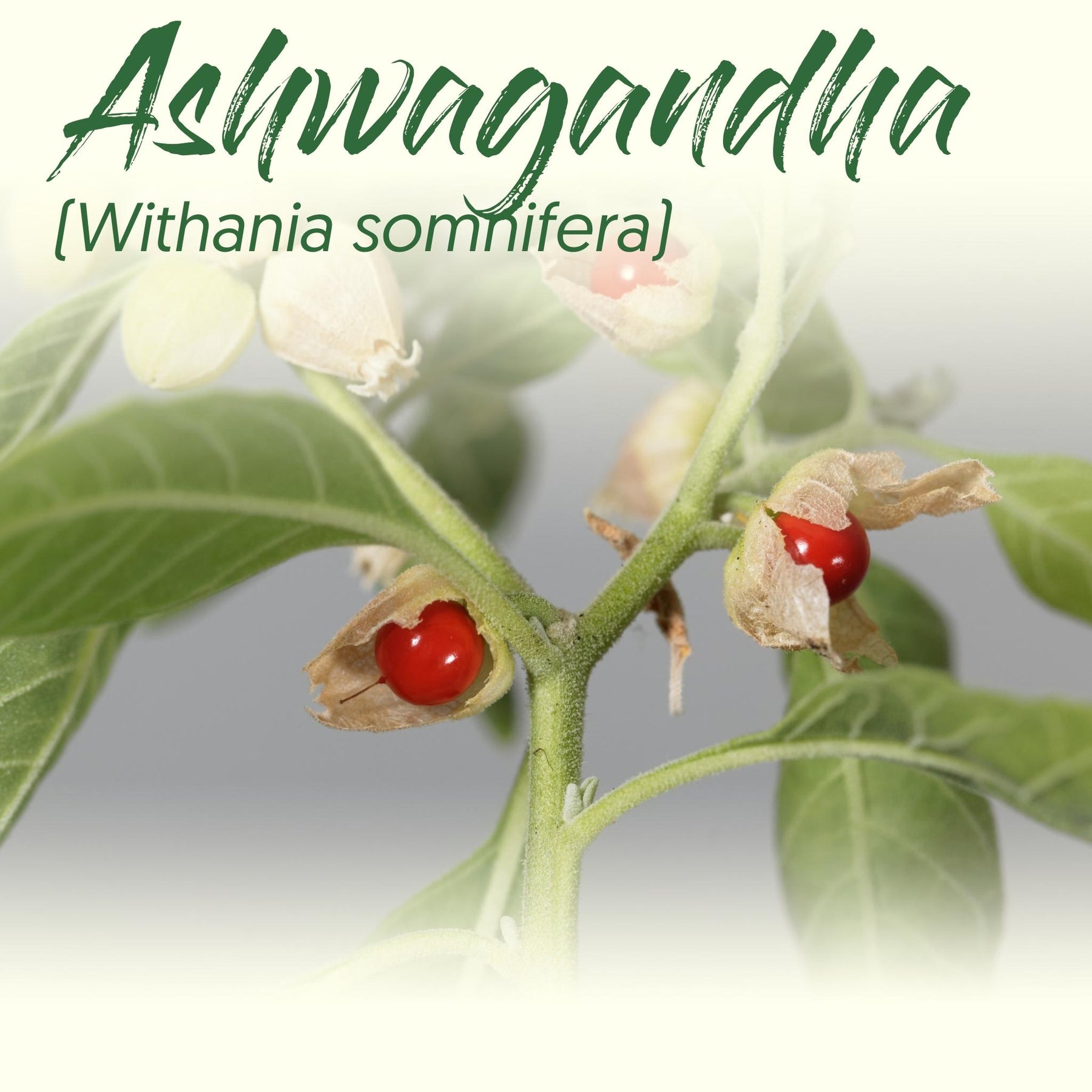 Medicinal Herb Spotlight: Ashwagandha