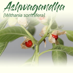 Medicinal Herb Spotlight: Ashwagandha