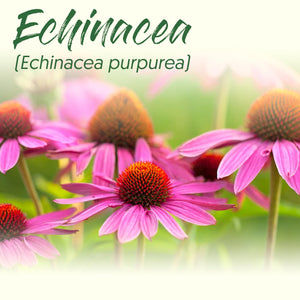 Medicinal Herb Spotlight: Echinacea