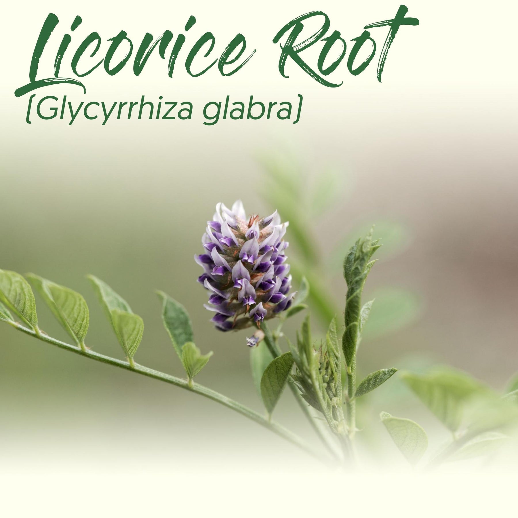 Medicinal Herb Spotlight: Licorice