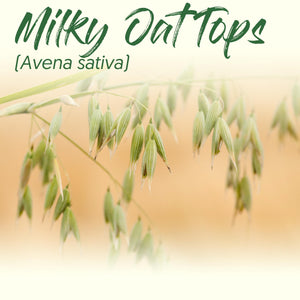 Medicinal Herb Spotlight: Milky Oat Tops