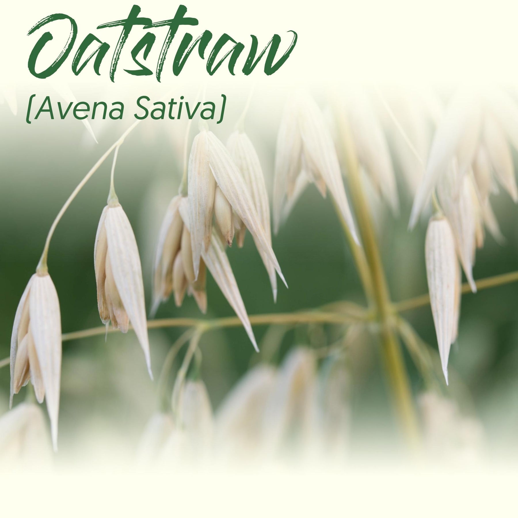 Medicinal Herb Spotlight: Oatstraw