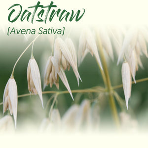 Medicinal Herb Spotlight: Oatstraw