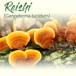 Medicinal Herb Spotlight: Reishi Mushroom