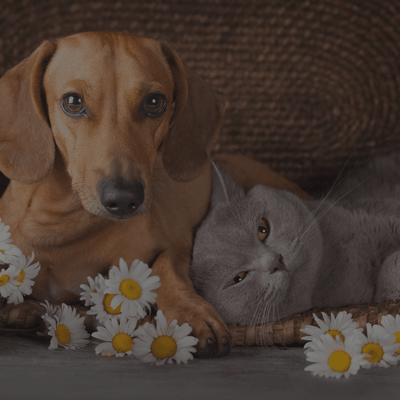 Medicinal Herbs & Whole-Plant Hemp For Pets