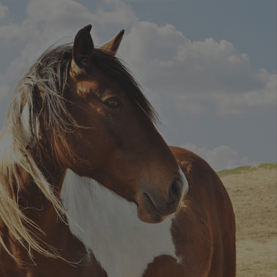 Hemp For Horses