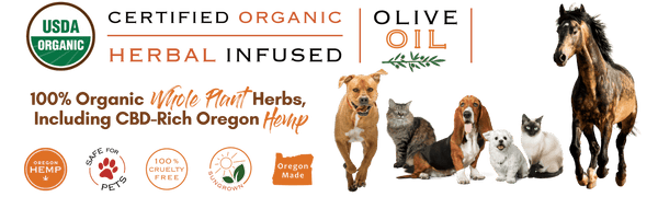Certified Organic Herbal Infused Olive Oil, Oregon Hemp, Cruelty Free products, Oregon Made, Pet Hemp Oil