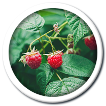 Organic Raspberry Leaf