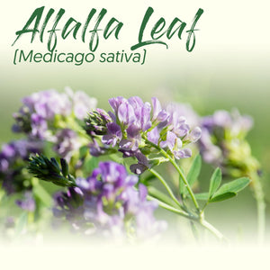 Medicinal Herb Spotlight: Alfalfa