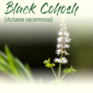 Medicinal Herb Spotlight: Black Cohosh