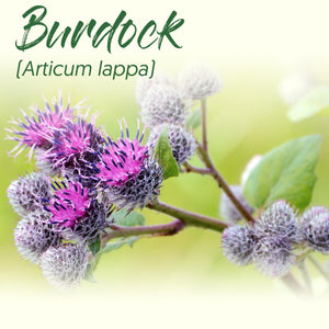 Medicinal Herb Spotlight: Burdock