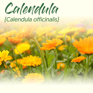 Medicinal Herb Spotlight: Calendula