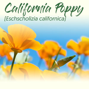 Medicinal Herb Spotlight: California Poppy