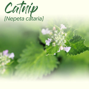 Medicinal Herb Spotlight: Catnip