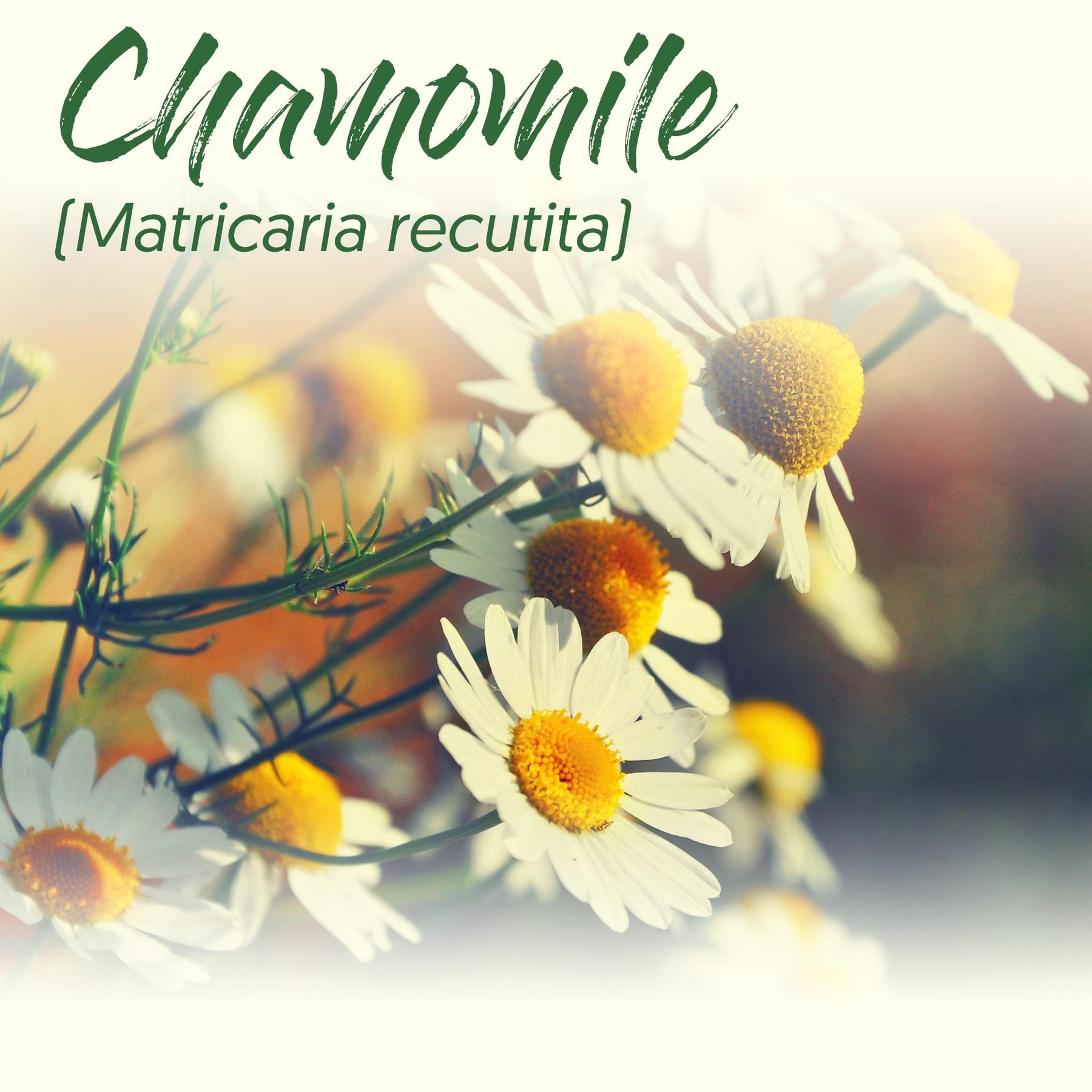 Medicinal Herb Spotlight: Chamomile