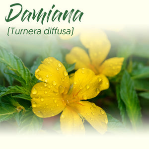 Medicinal Herb Spotlight: Damiana