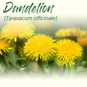 Medicinal Herb Spotlight: Dandelion