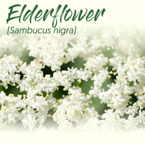 Medicinal Herb Spotlight: Elderflower