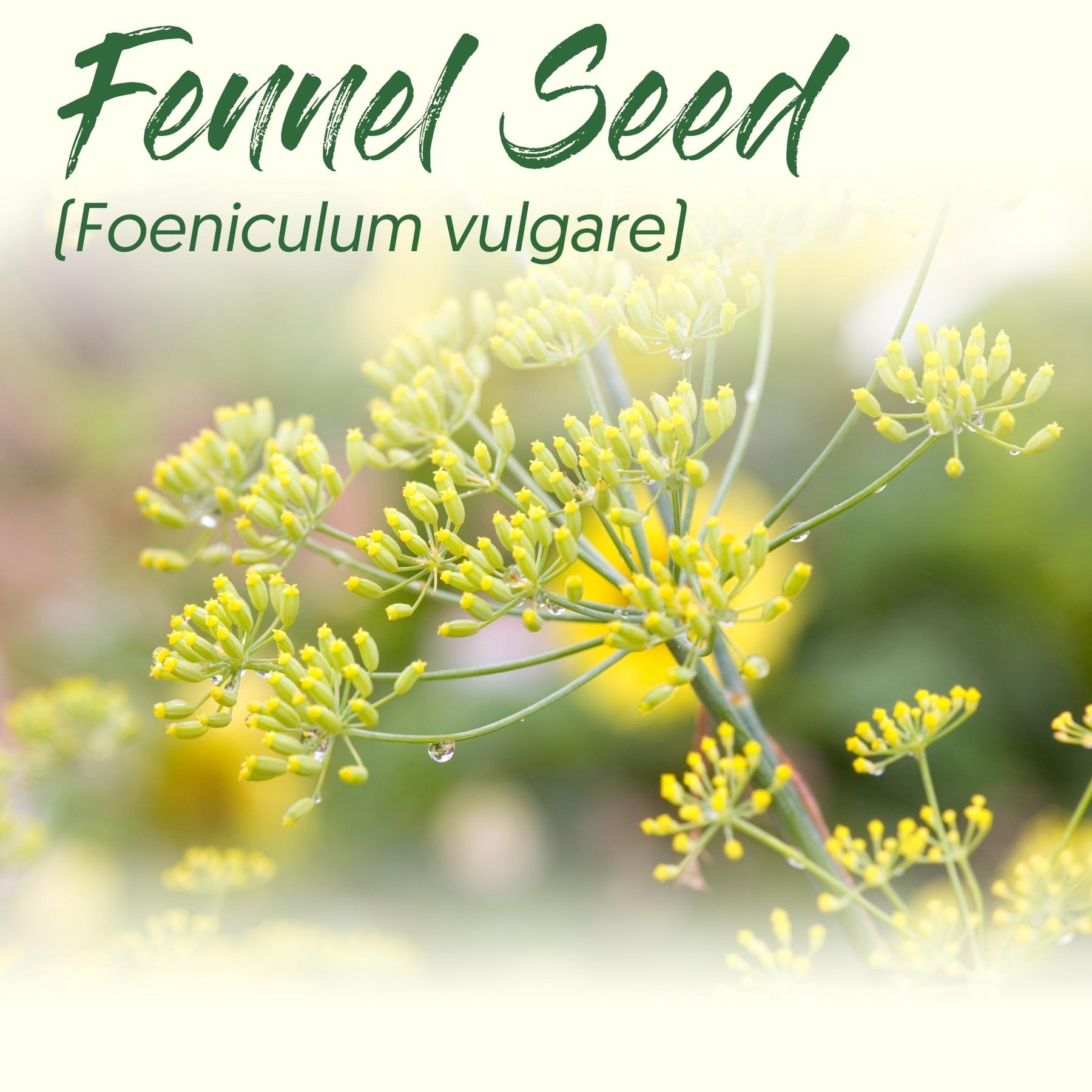 Medicinal Herb Spotlight: Fennel