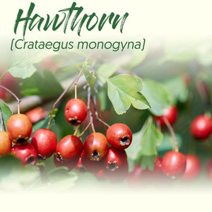 Medicinal Herb Spotlight: Hawthorn
