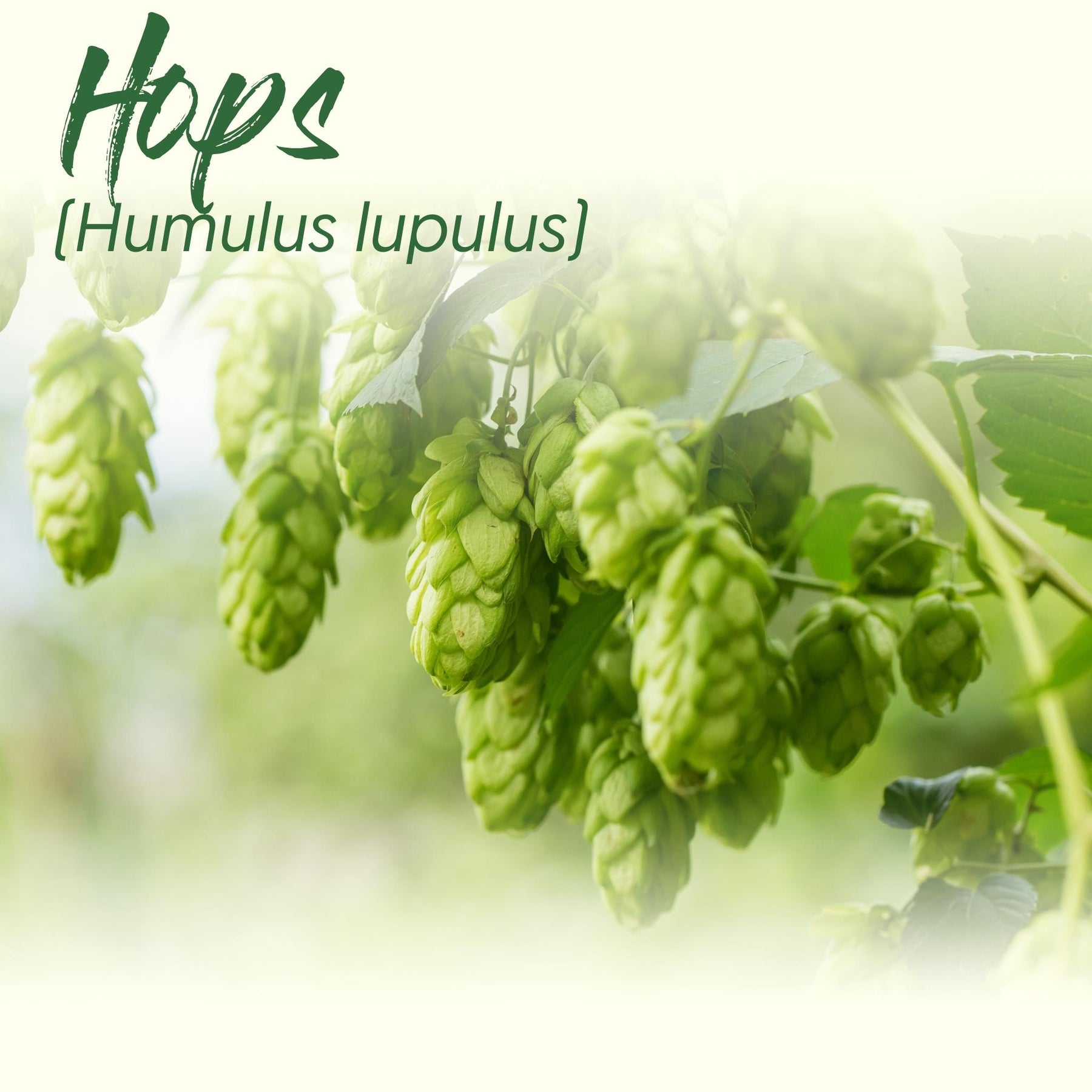 Medicinal Herb Spotlight: Hops