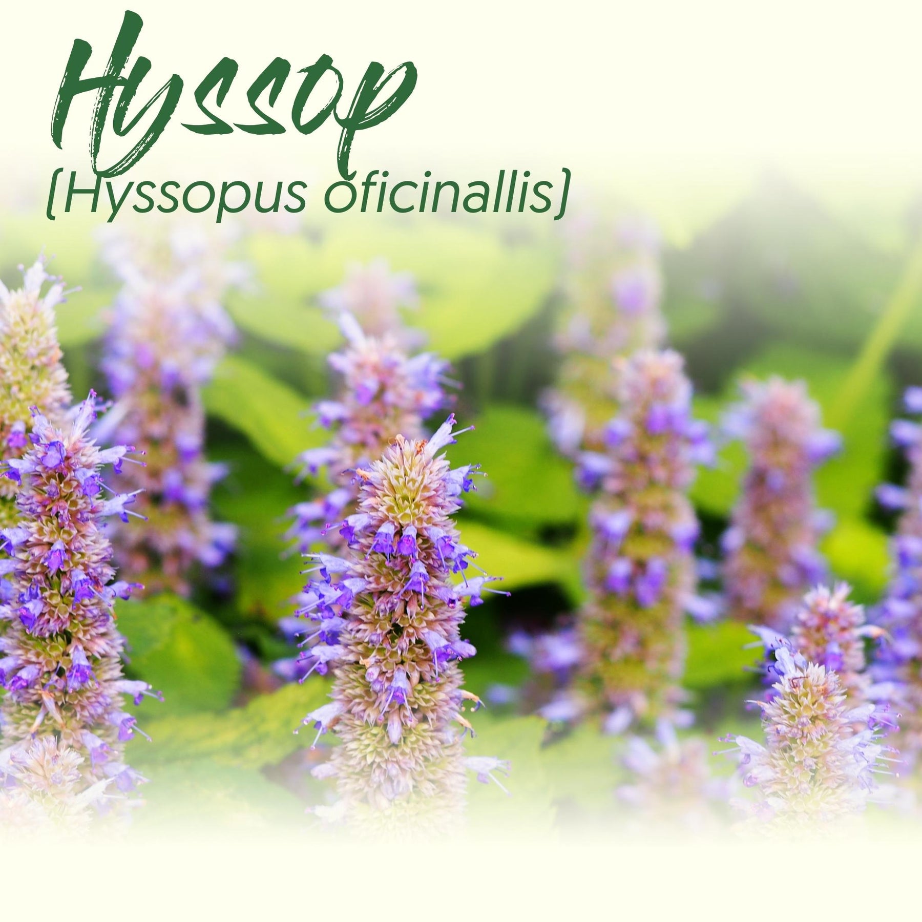Medicinal Herb Spotlight: Hyssop