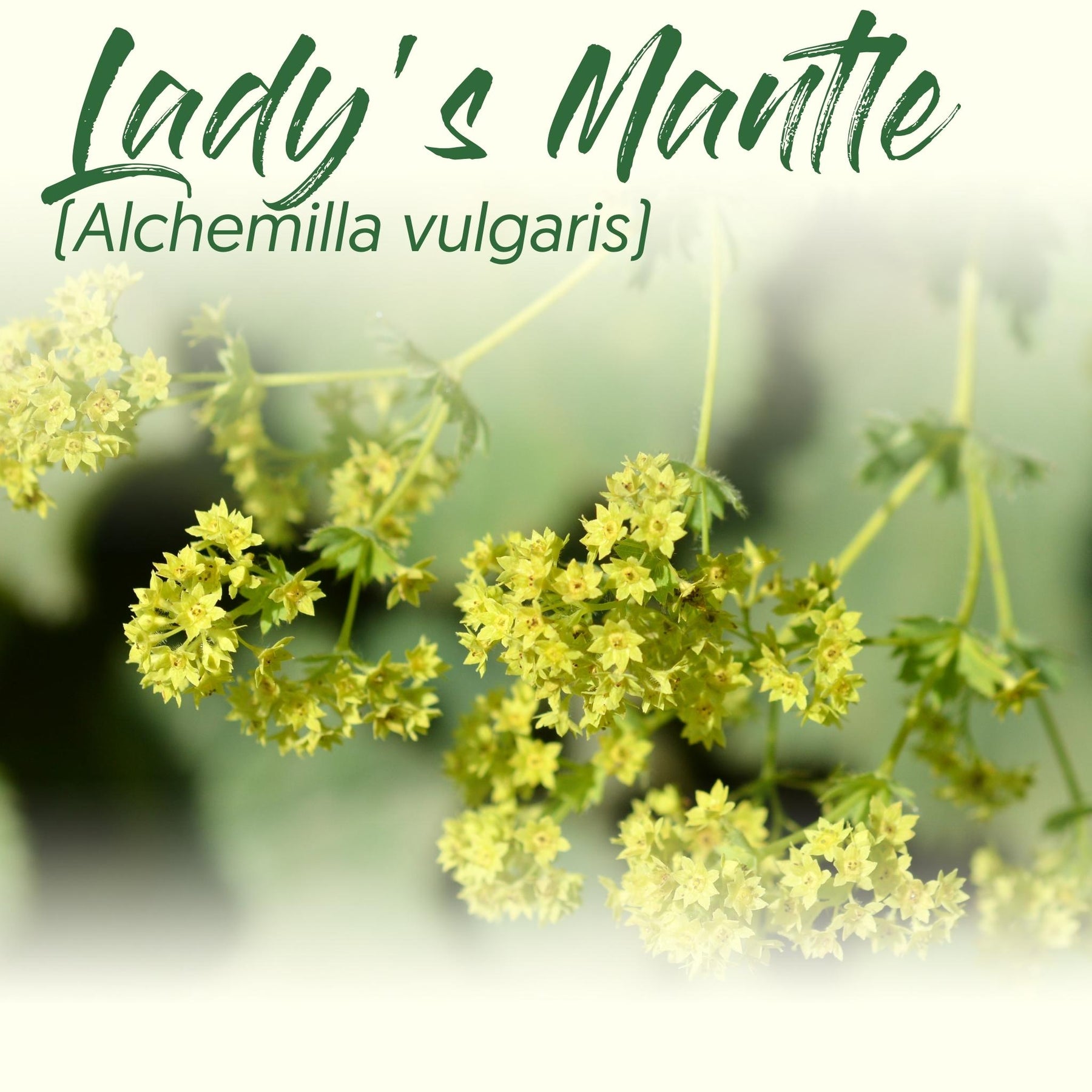 Medicinal Herb Spotlight: Lady's Mantle