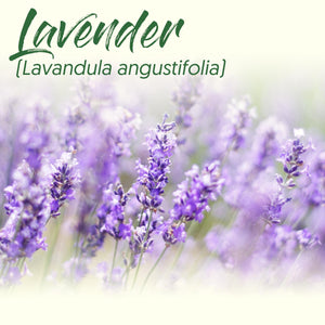 Medicinal Herb Spotlight: Lavender