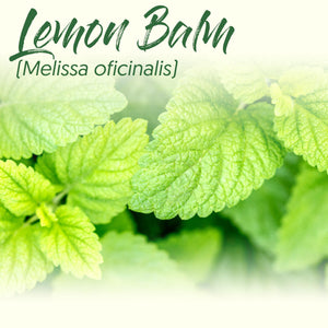Medicinal Herb Spotlight: Lemon Balm