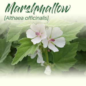 Medicinal Herb Spotlight: Marshmallow