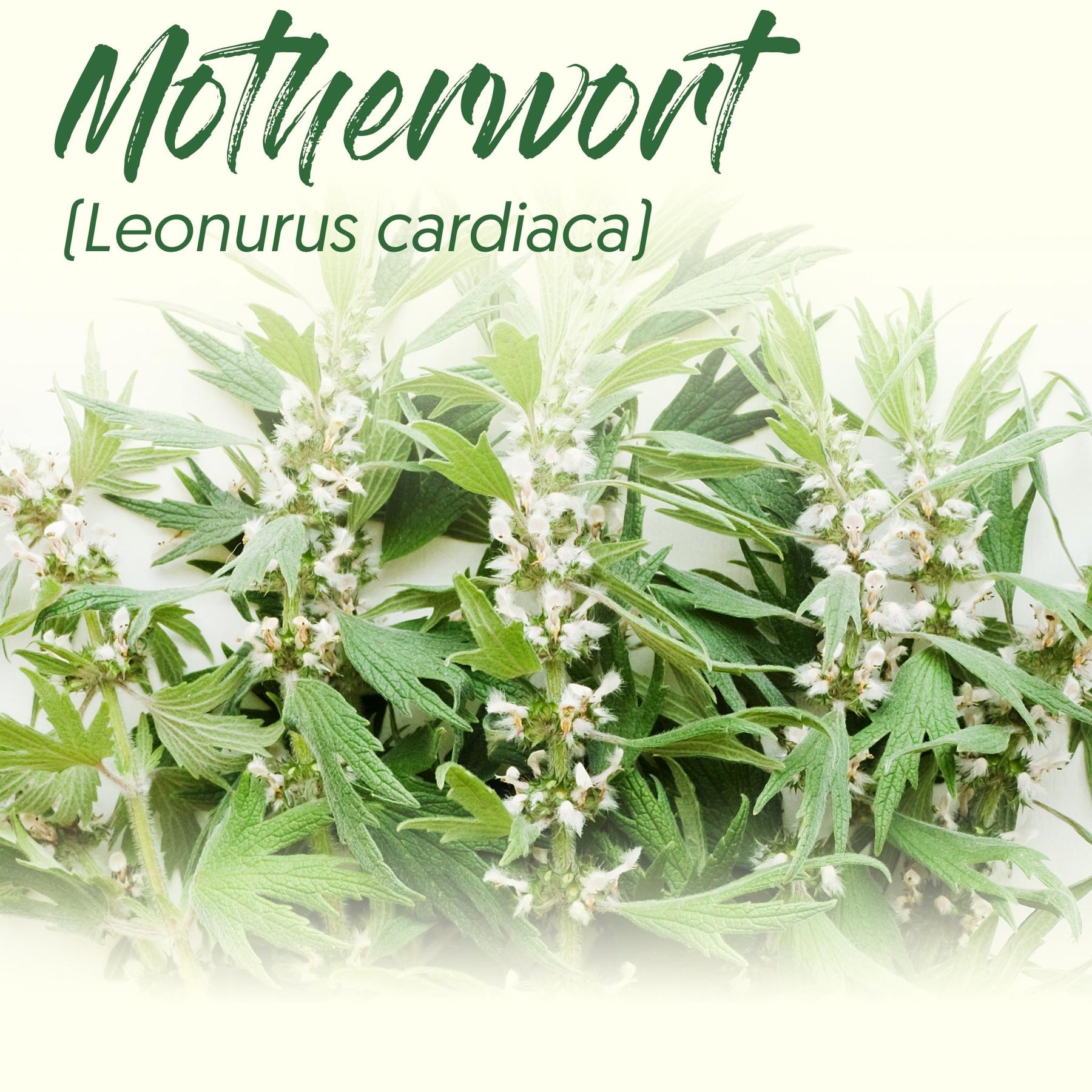 Medicinal Herb Spotlight: Motherwort