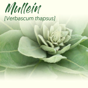 Medicinal Herb Spotlight: Mullein