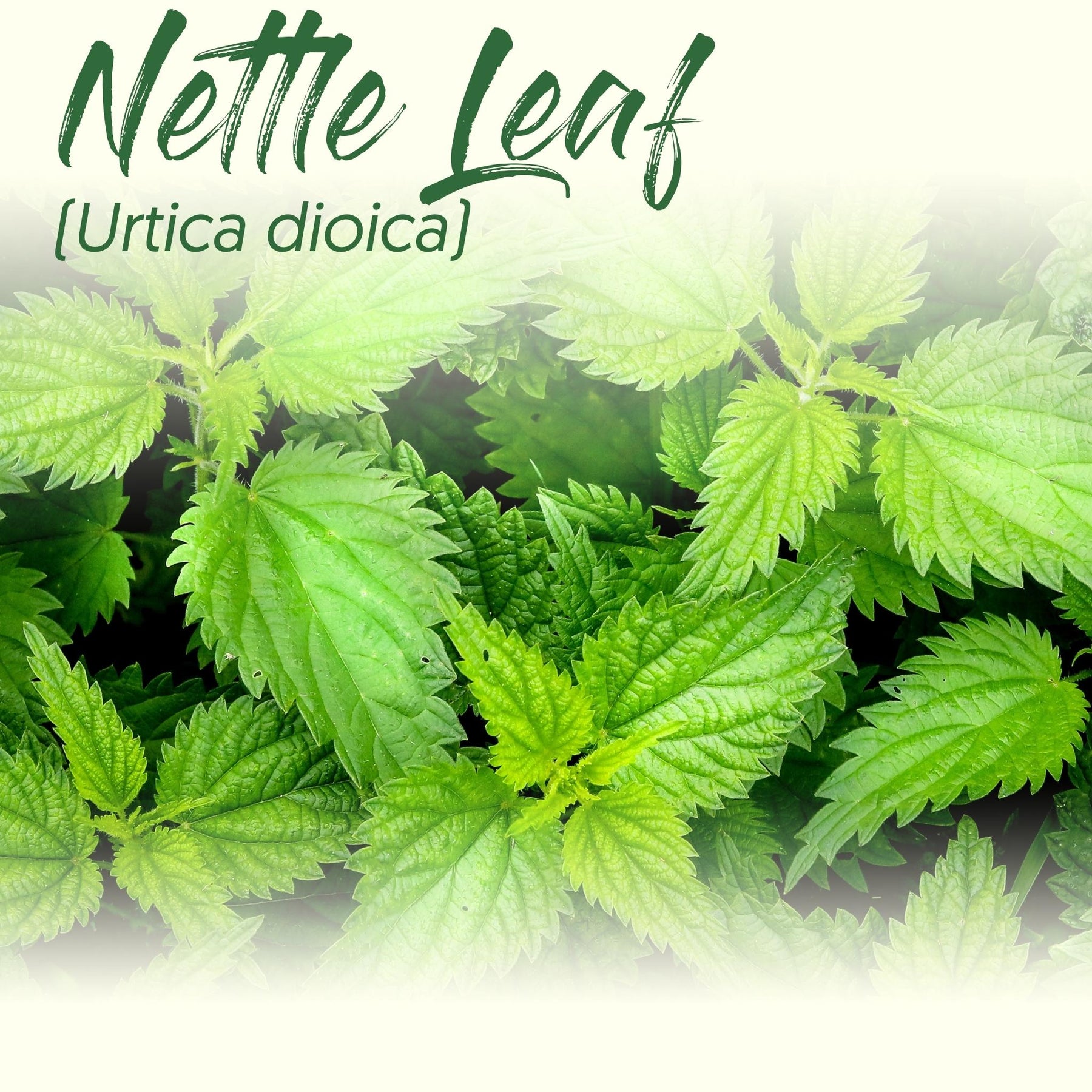 Medicinal Herb Spotlight: Stinging Nettle