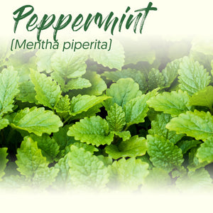 Medicinal Herb Spotlight: Peppermint
