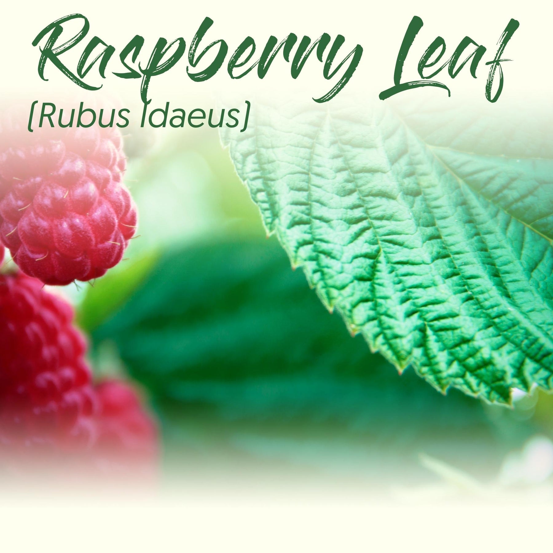 Medicinal Herb Spotlight: Raspberry