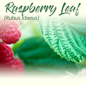 Medicinal Herb Spotlight: Raspberry
