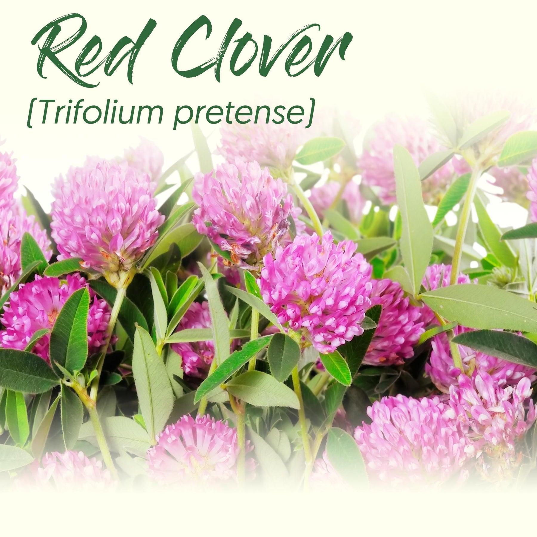 Medicinal Herb Spotlight: Red Clover