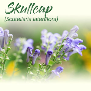 Medicinal Herb Spotlight: Skullcap