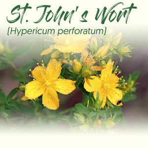 Medicinal Herb Spotlight: St. John's Wort