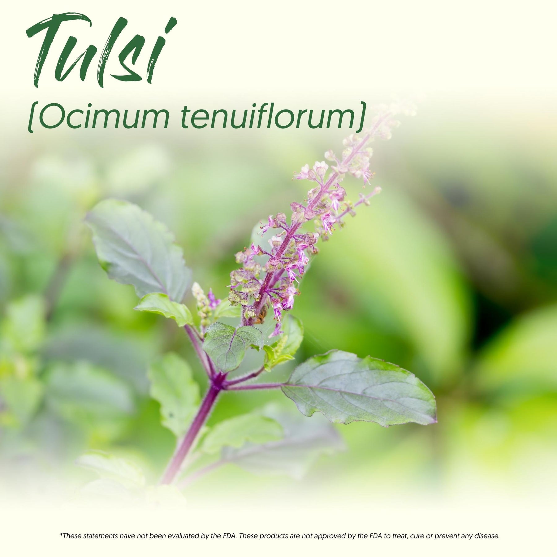 Medicinal Herb Spotlight: Tulsi