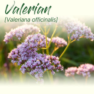 Medicinal Herb Spotlight: Valerian