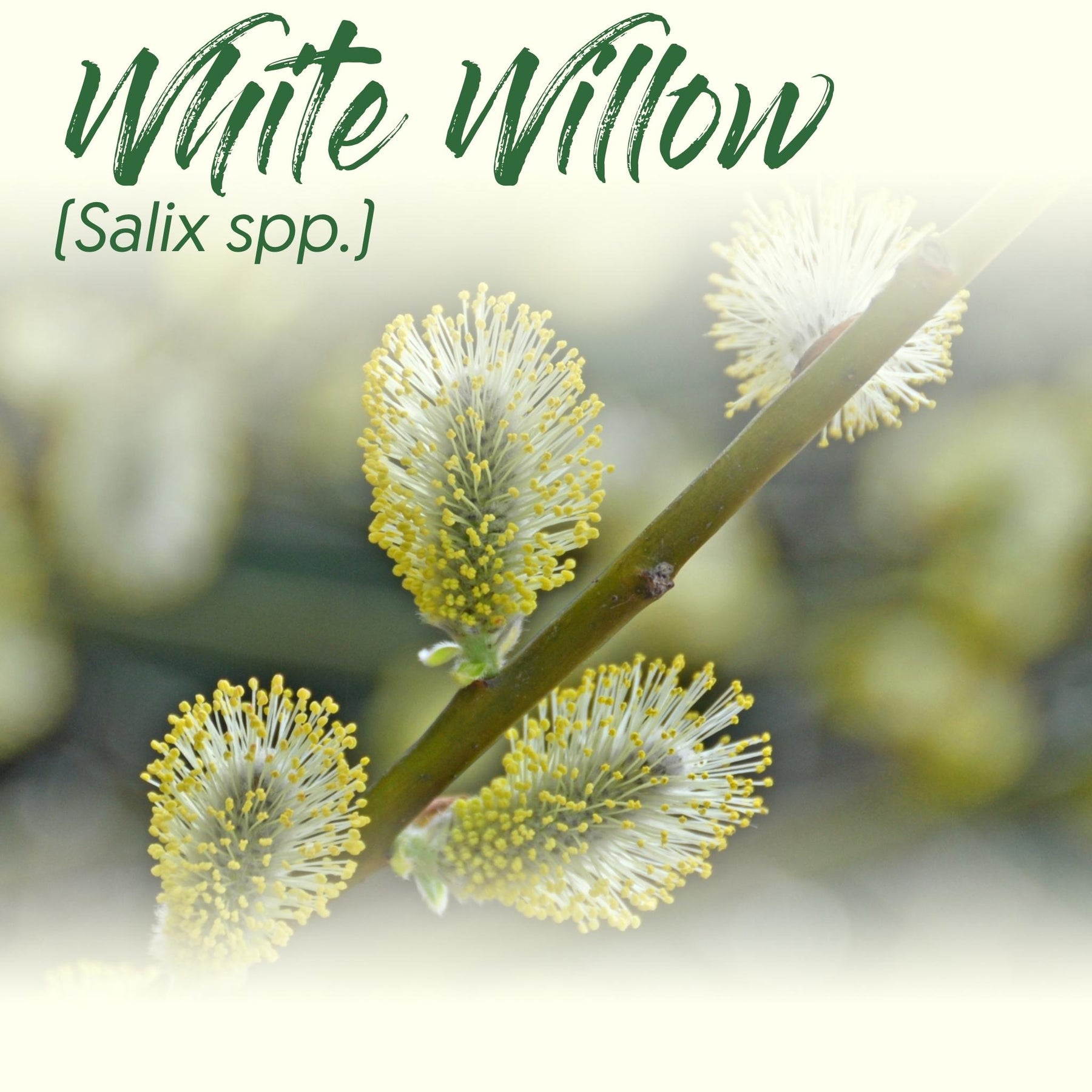 Medicinal Herb Spotlight: White Willow
