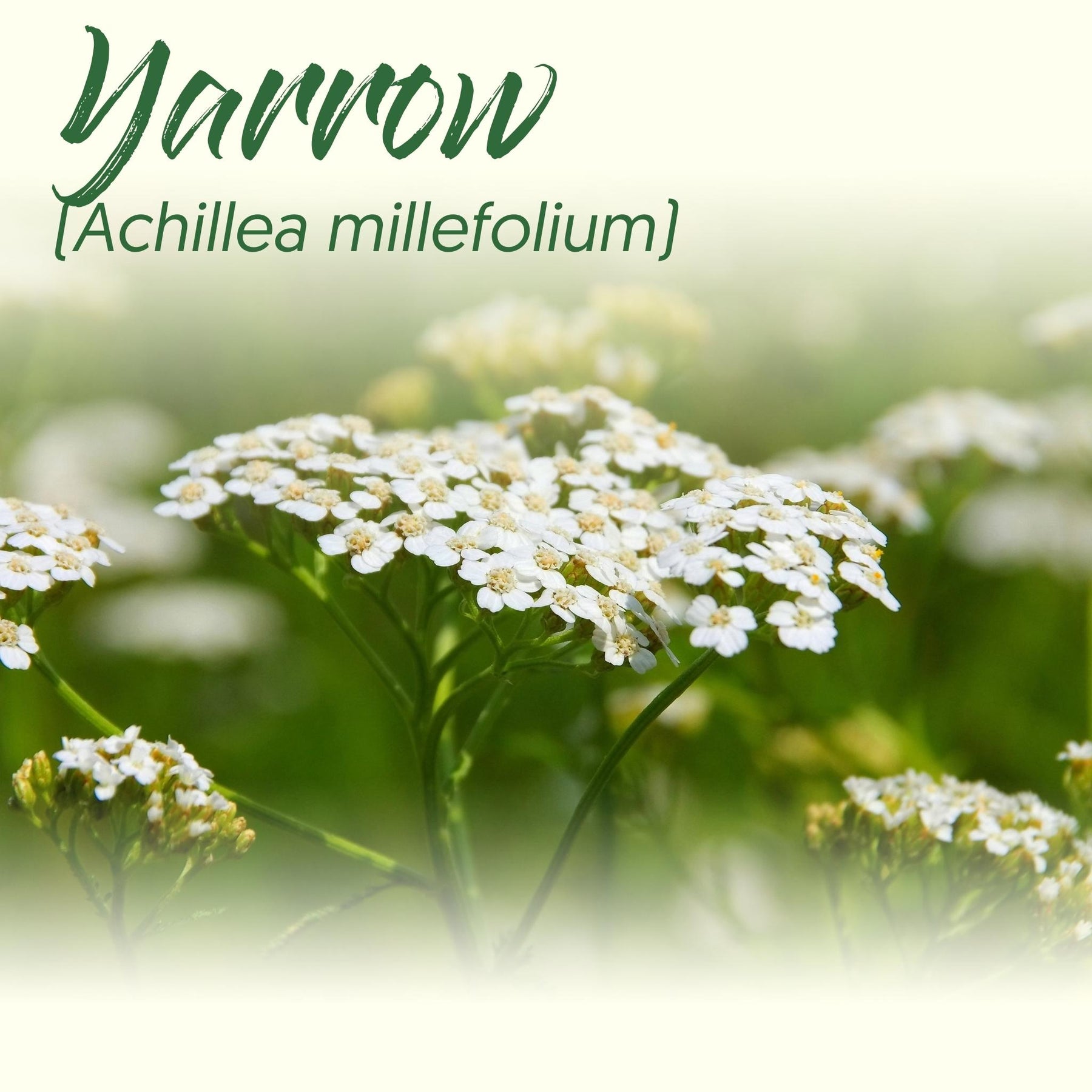 Medicinal Herb Spotlight: Yarrow