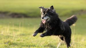 Organic hemp herbal pet oils 