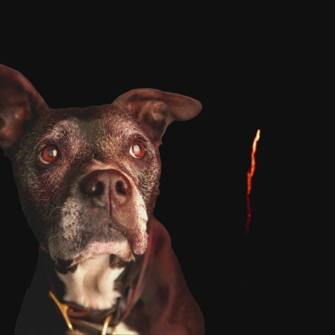 Organic Heka Hemp Pet Oil for Worry and Fear ****SALE****